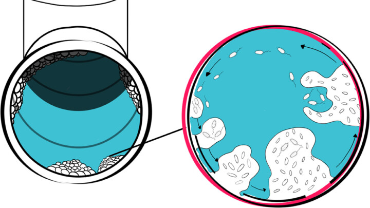Biofilm sequence from animation 