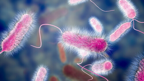 Legionella pneumophila