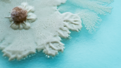 TaylerDerden | #382897127 | stock.adobe.com